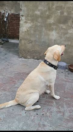 Labrador Dog