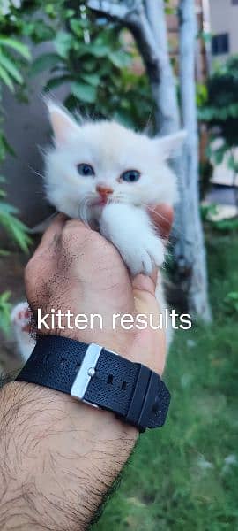 Persian Male Cat For Sale 7