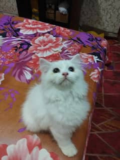 Beautiful Persians breed kittens and cats are for sale