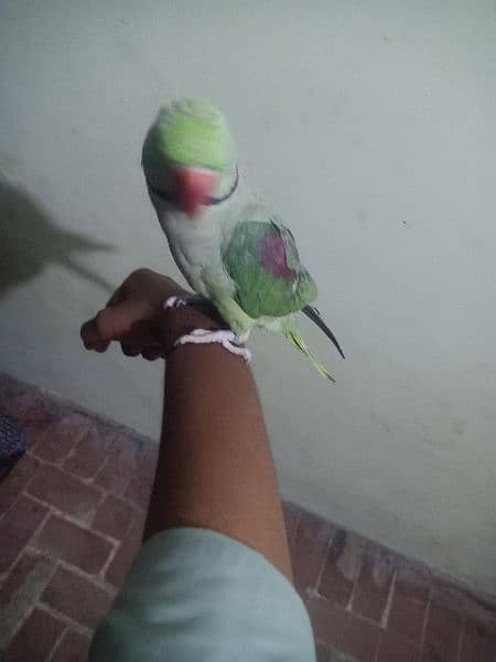 hand tame and talking raw parrot 2