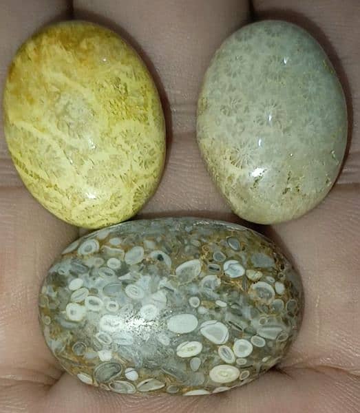 Opal Marjan Fossil Coral Stone Original Australian 17