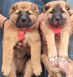 KURDISH KANGAL PAIR  55 DAYS FOR SALE SECURITY DOGS