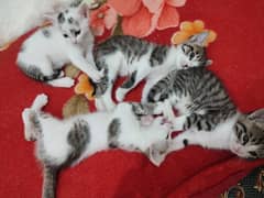 4 Little Kittens