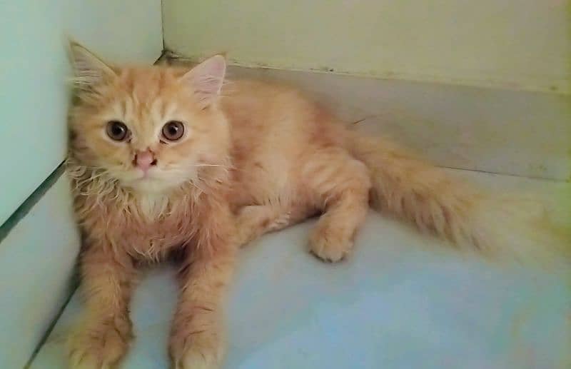 Male Cute Kitten 3