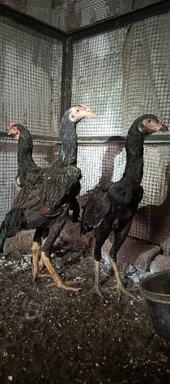 Bantam, Aseel all variety 0