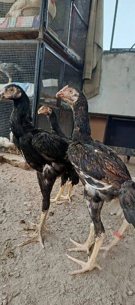 Bantam, Aseel all variety 6