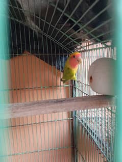 Lovebirds For sale with 2 Cages