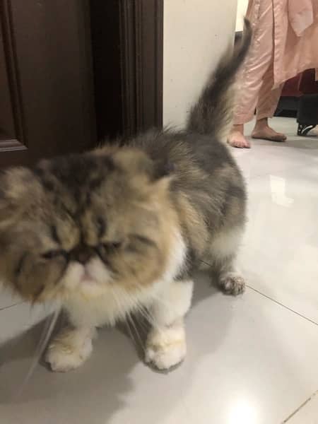 tripple coat male persian peaky face 1