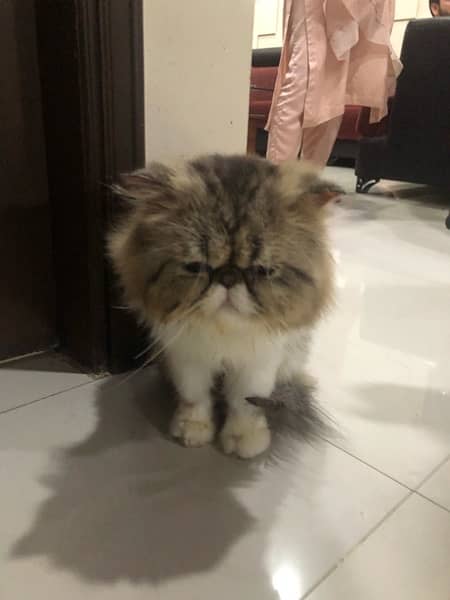 tripple coat male persian peaky face 2