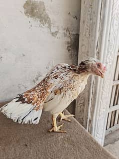 High Quality Aseel Breeder Pair For Sale