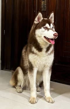 haski dog male