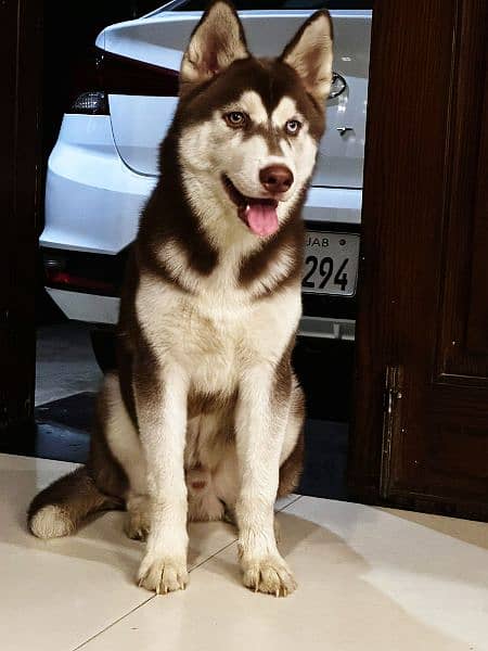 haski dog male 2