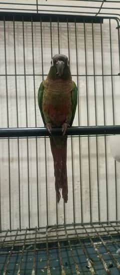 Fully Hand tame green cheek conure