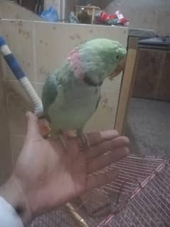 raw parrot for sale 0