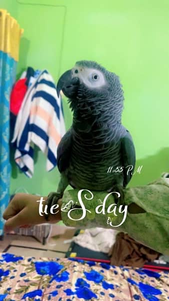 african grey | gray parrot | hand tamed | African grey parrots 4