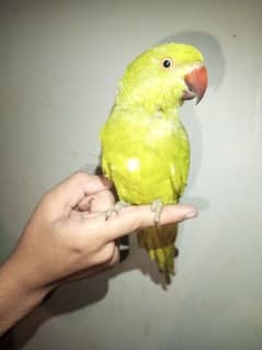 parrot