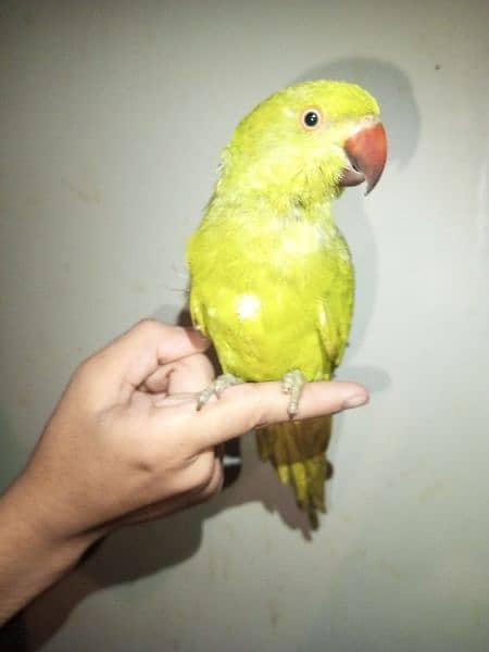 parrot 0