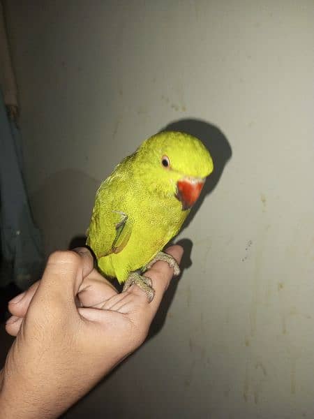 parrot 1