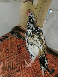 aseel chena pata for sale 0