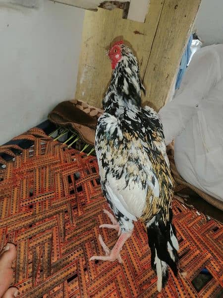 aseel chena pata for sale 1