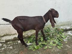 very good healthy 4 dant female goat