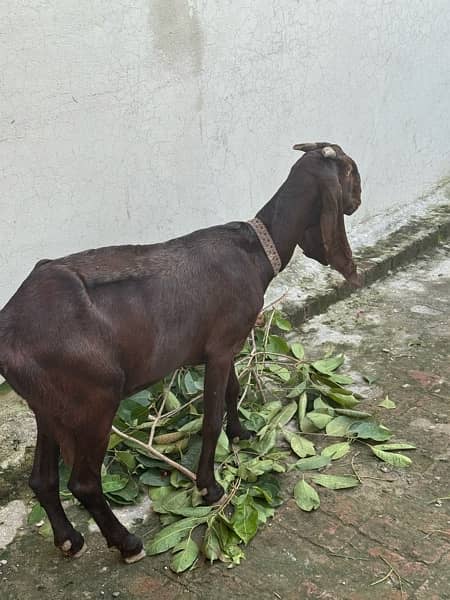 very good healthy 4 dant female goat 4