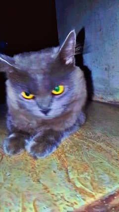 grey colour male lovely cat's