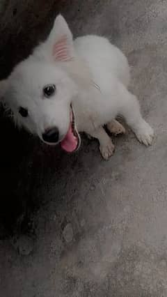 Male American Eskimo 8 months old, Vaccinated.