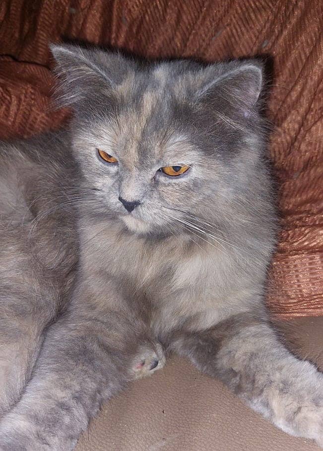 Pure Persian grey cat , 12 month, 03008003560 5