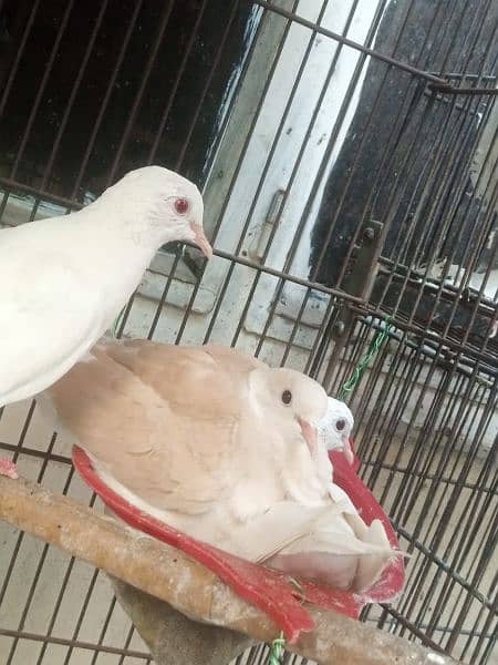 khumray breeder birds 4