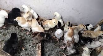 pure aseel chick's for sale 0