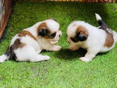 Top Quality Shihtzu Puppies