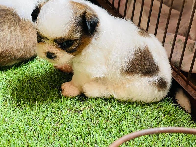 Top Quality Shihtzu Puppies 1