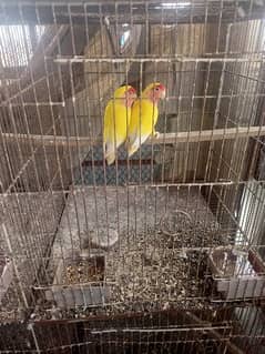 lovebird bridar 15 pair ready to breed