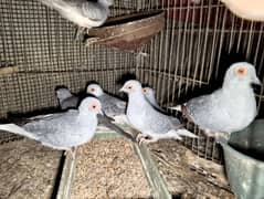 Dove Breeder Pair