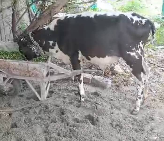 vachi (calf)female 1 year weight above 3 live 4