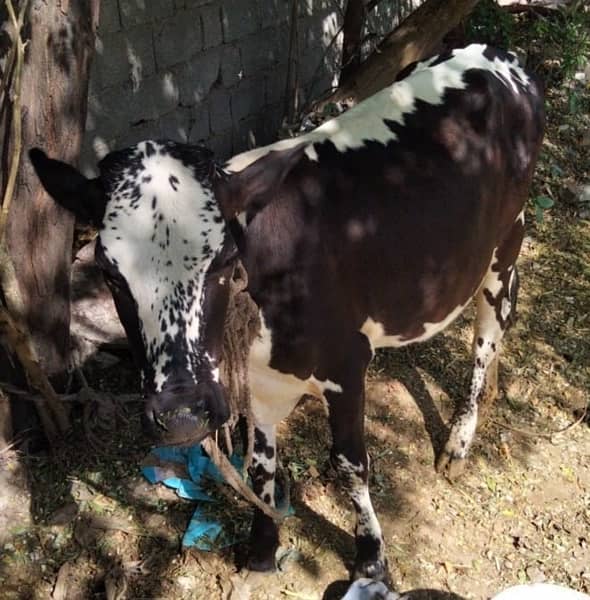 vachi (calf)female 1 year weight above 3 live 5