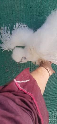 White silkie chicks 3 months