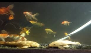 Koi, white line, Gourami fishes for sale