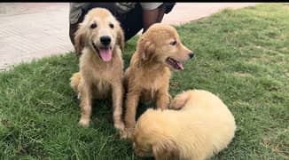 imported Golden Retriever puppies pair available for sale