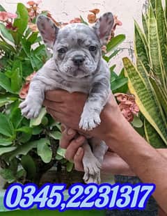 French bulldog 0345.2231317