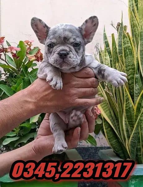 French bulldog 0345.2231317 1