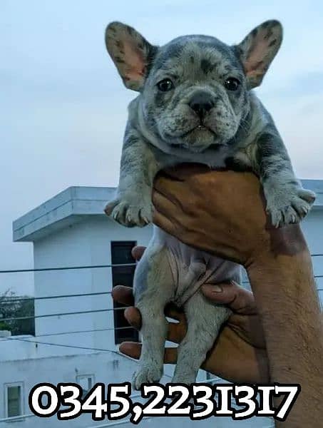 French bulldog 0345.2231317 2