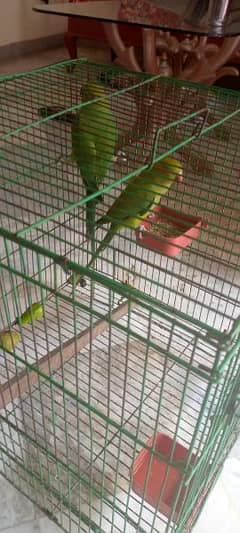 Pahari pair parrot