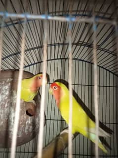 love birds,cocktail breader pair with 1 chicks, Ringnack available