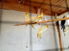 beautiful cocktail parrots pair