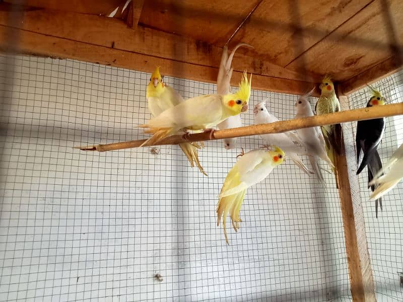 beautiful cocktail parrots pair 0