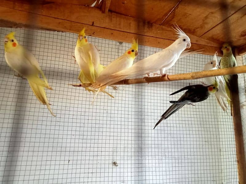 beautiful cocktail parrots pair 1