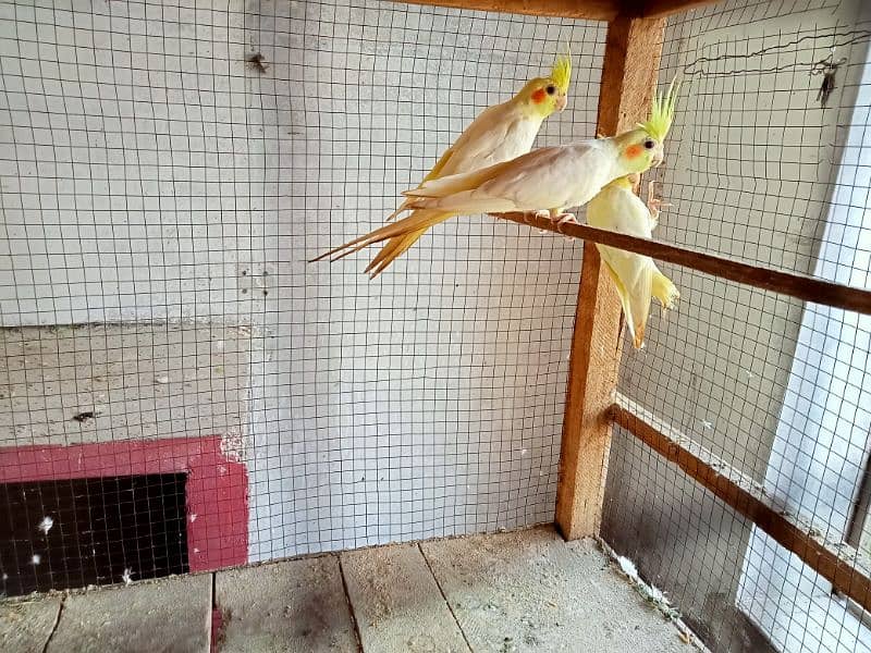 beautiful cocktail parrots pair 4