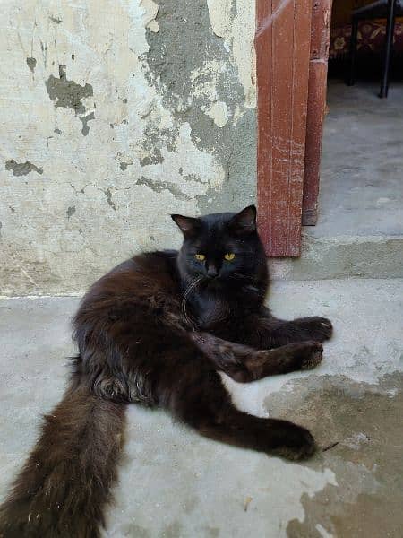 Skin cat and black cat persian 1